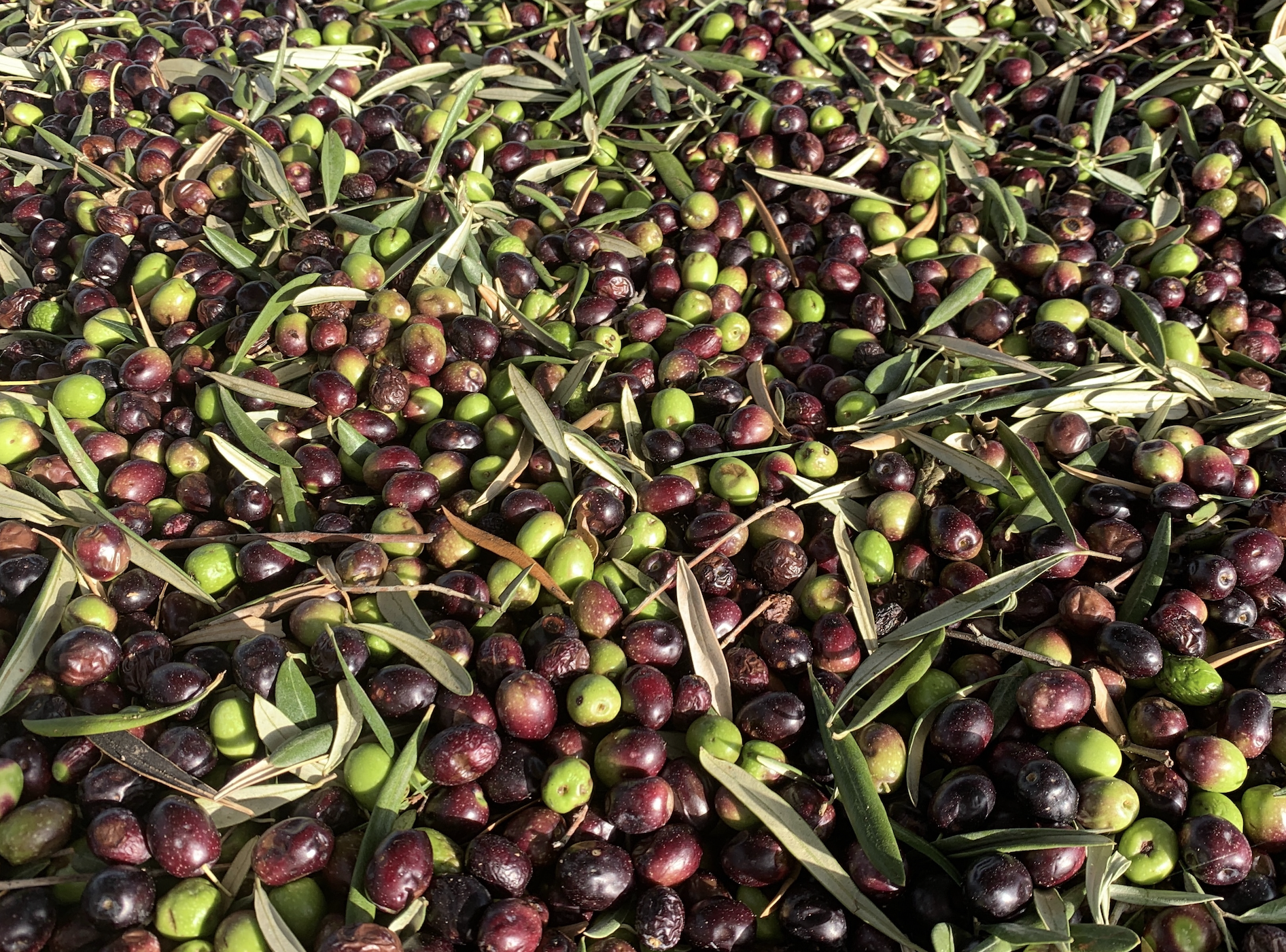 Olive oil markets