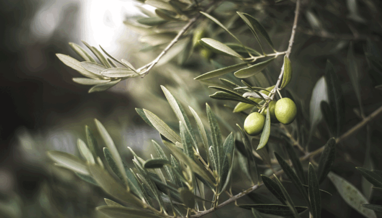 Rising Demand for Organic Olive Oil Drives Market Growth to Reach $2.2 Billion by 2031
